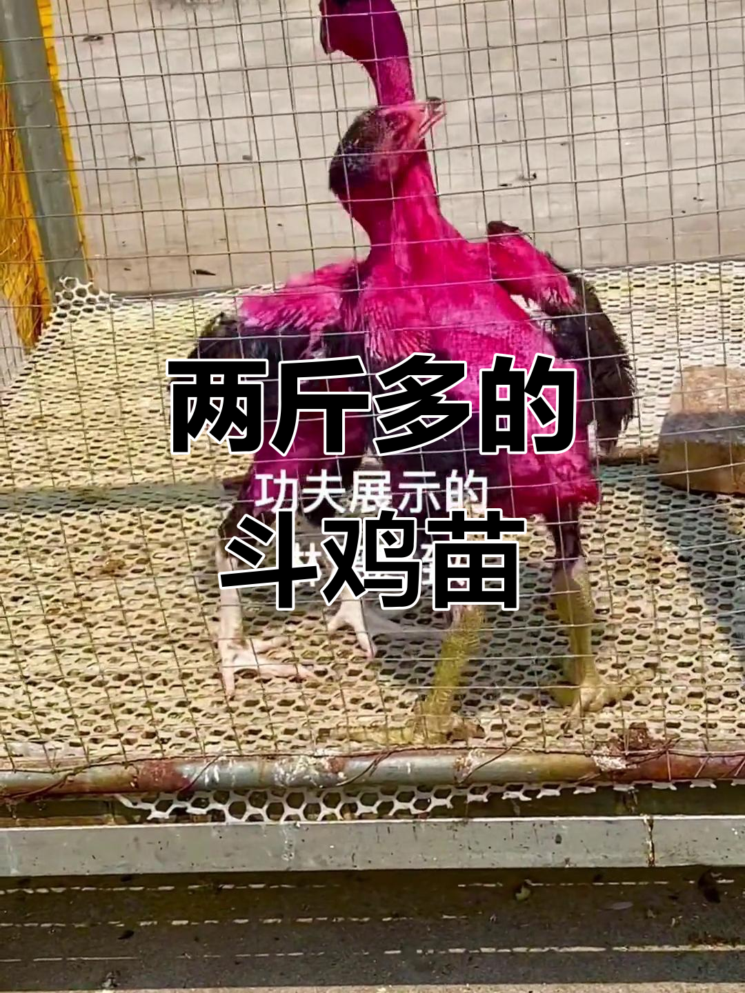 鬼子斗鸡苗激烈对决,两斤多的小家伙太猛了