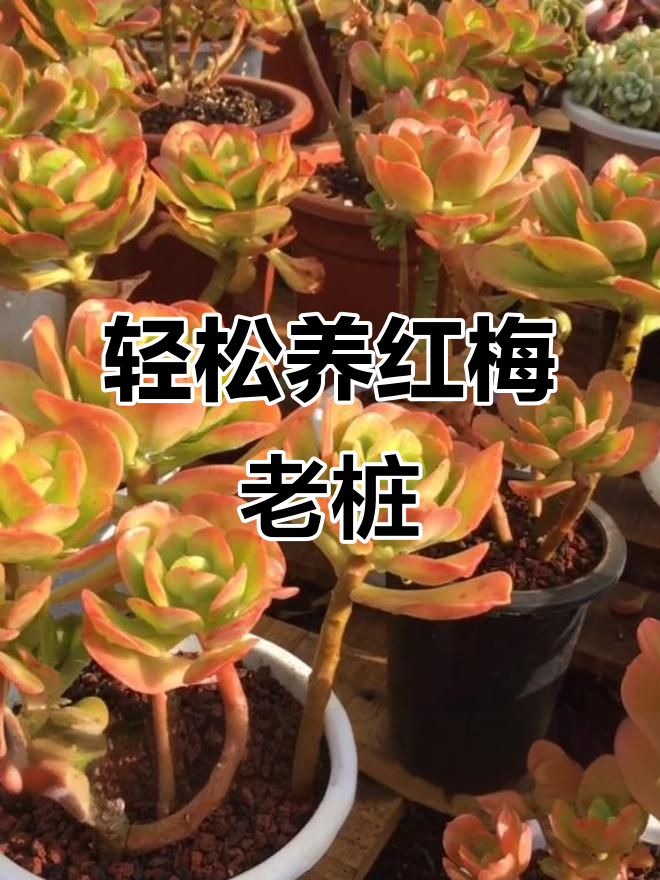 红梅老桩养护全攻略,叶插快速生长技巧