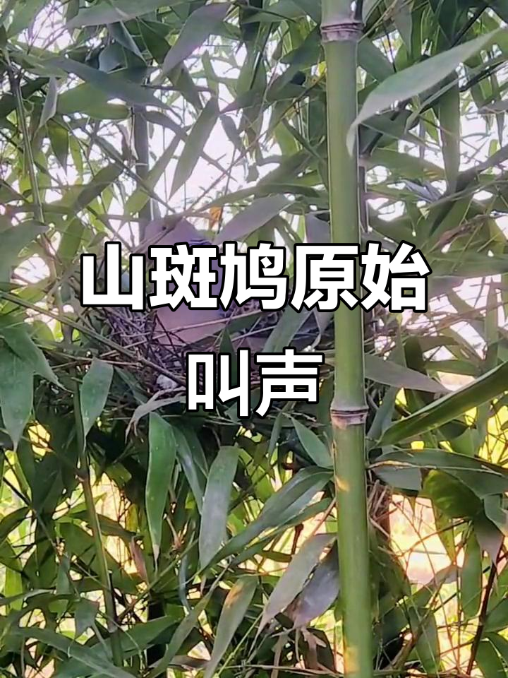 这是山斑鸠的叫声,听听和你们那里的一样吗?