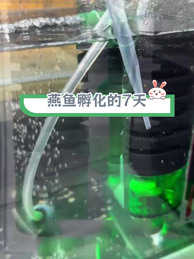 燕鱼孵化全过程揭秘:从卵到苗的7天奇迹