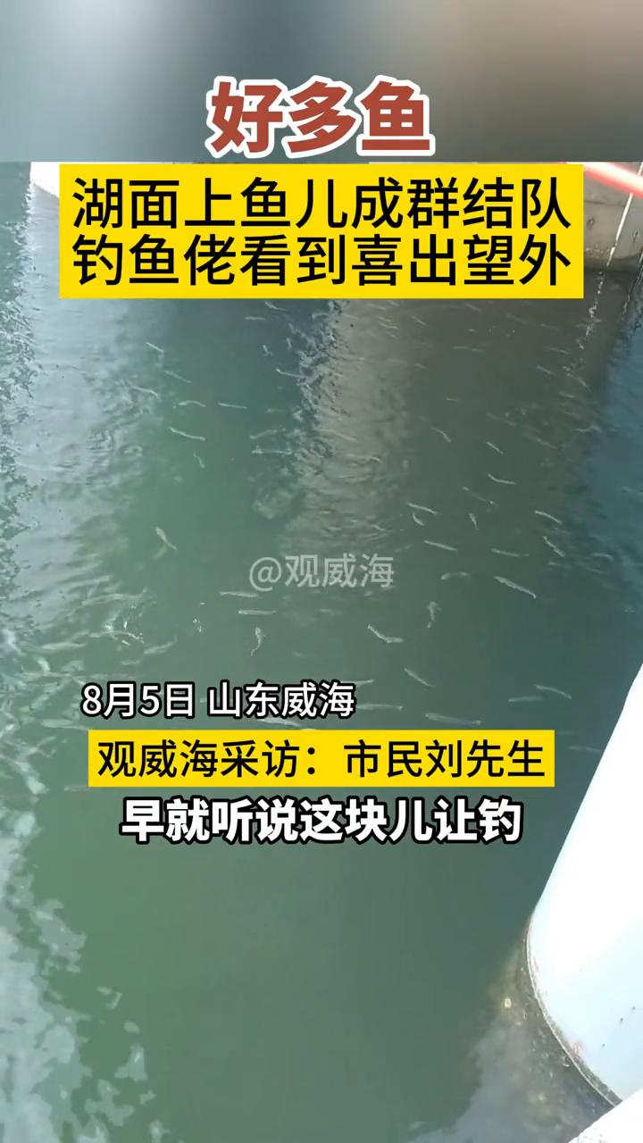 鱼儿成群结队在湖面游,简直就是钓鱼佬的天堂