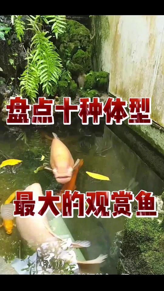 盘点十种体型最大的观赏鱼