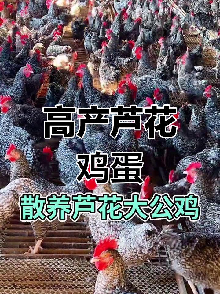 芦花鸡:鲜嫩美味,绿色蛋壳营养高