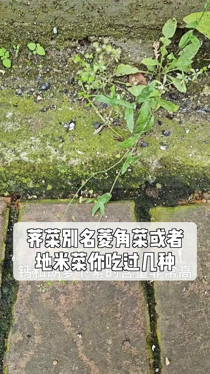 荠菜别名菱角菜或者,地米菜你吃过几种?