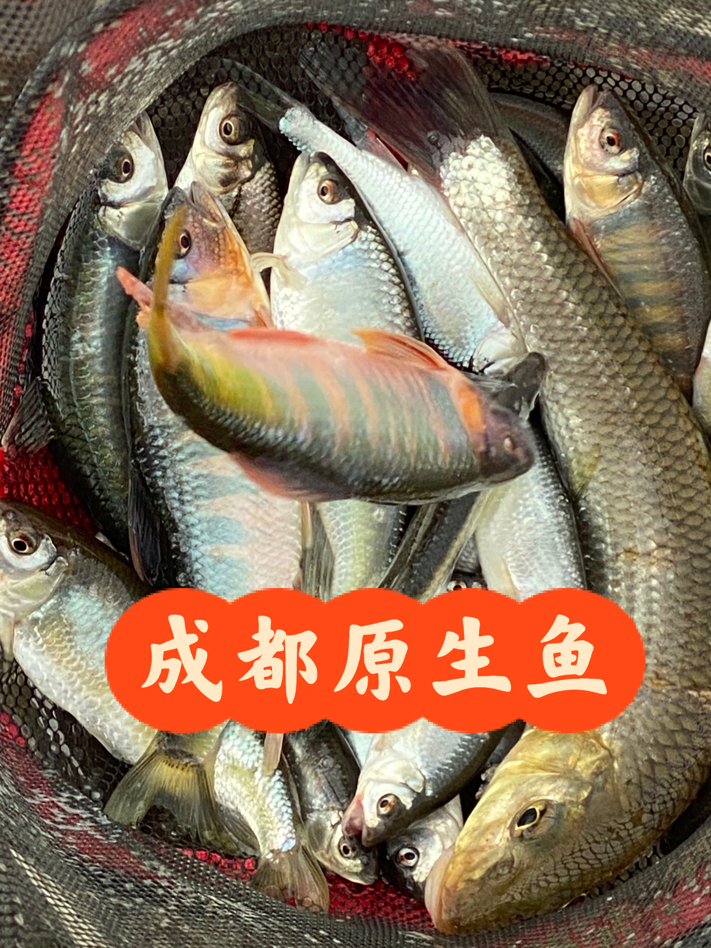 四川成都本土的原生鱼类你能说出几个名字?