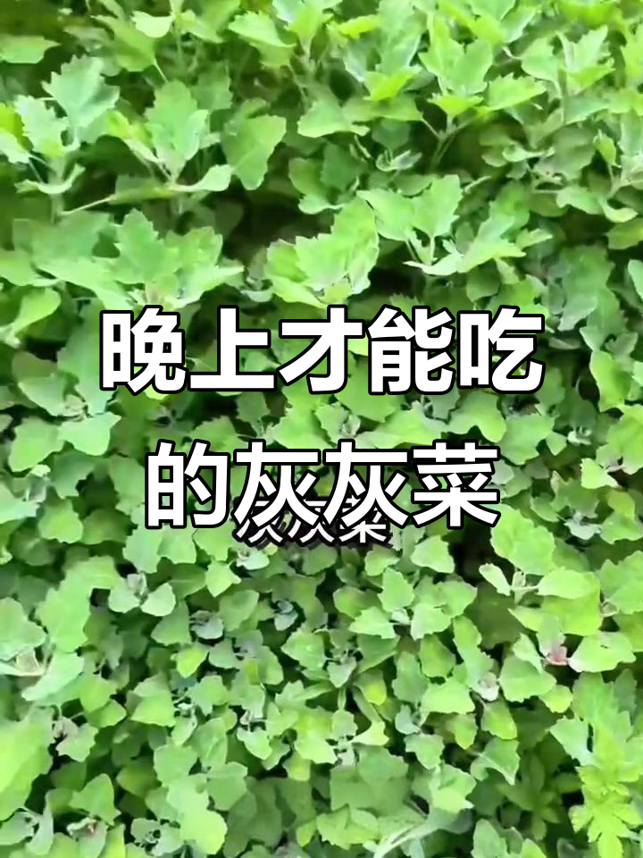 灰灰菜:只能在夜晚享用的神秘野味,竟有这些功效!