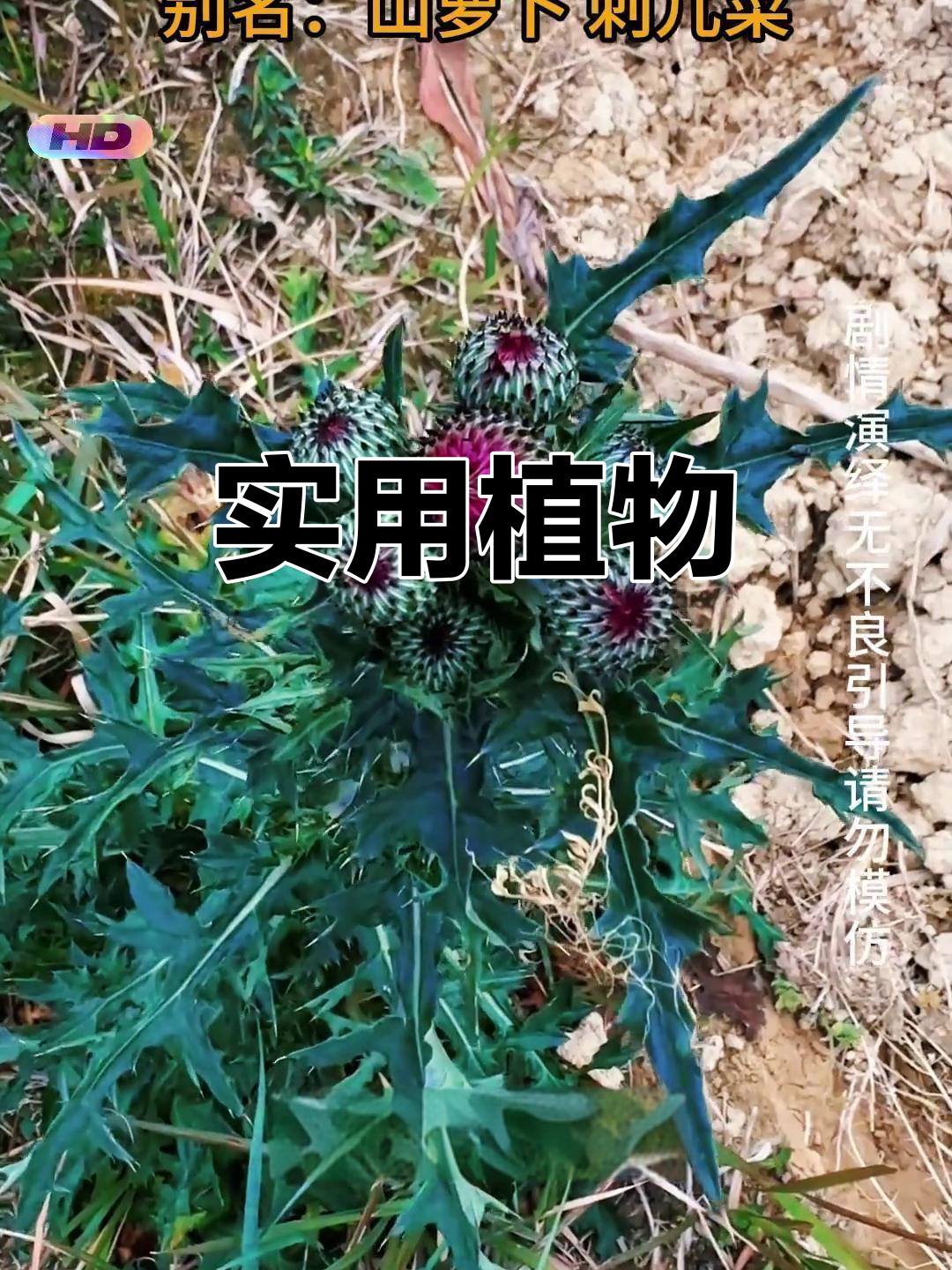 这种植物根能炖汤,叶可泡茶,实用又常见