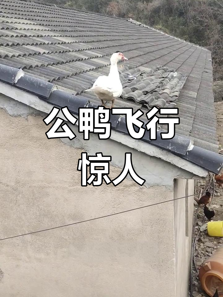 九斤重番鸭竟然能飞,公鸭起飞太神奇