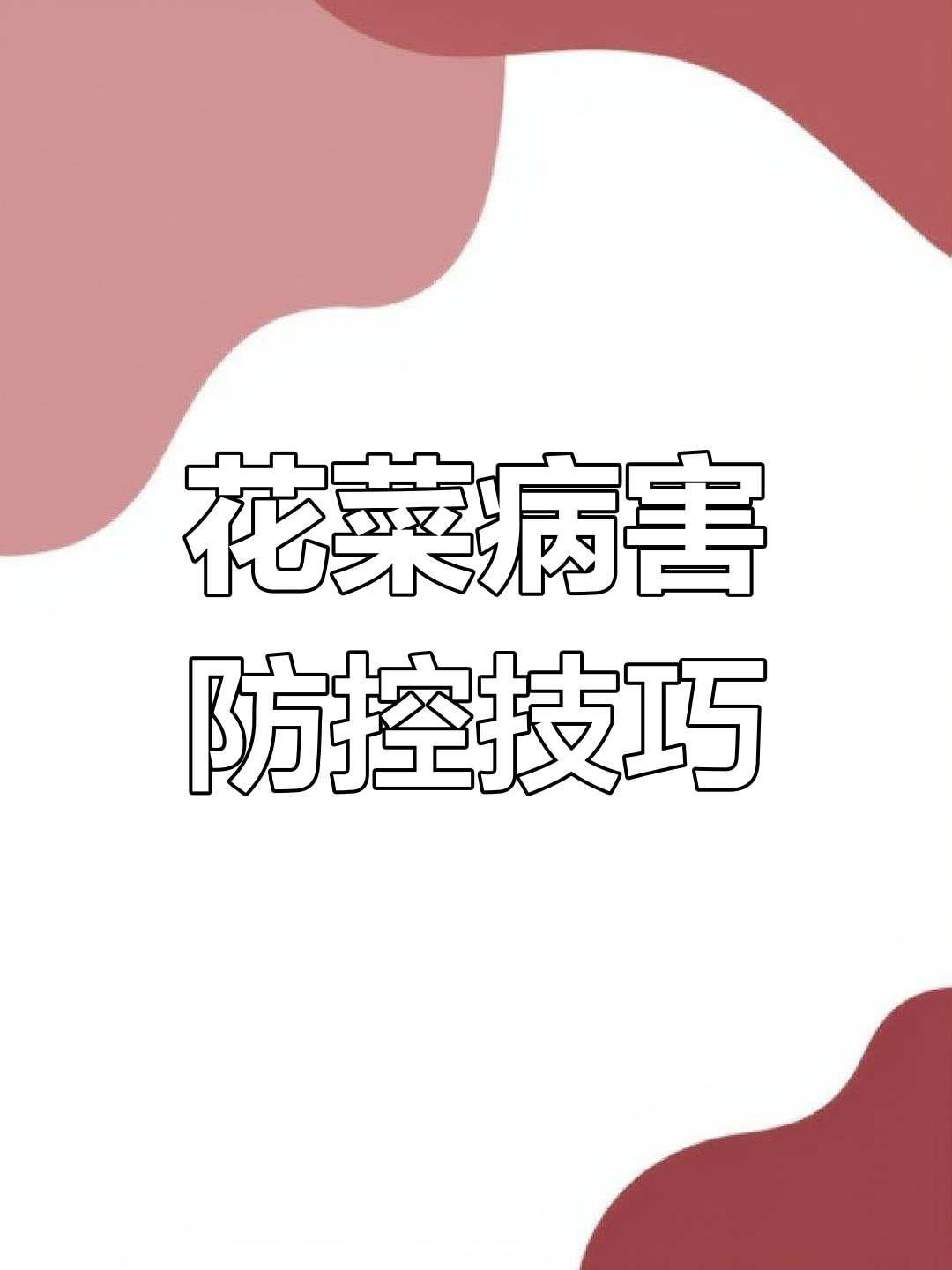 花菜常见病害及防治方法,农民必看!