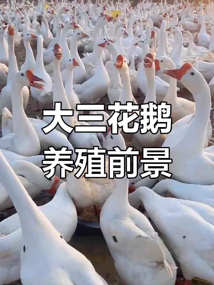 大三花鹅品种解析:全国认可的高销路