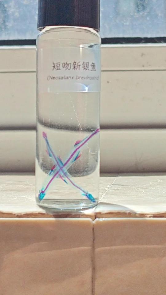 养的鱼死了怎么办?把它做成标本呀