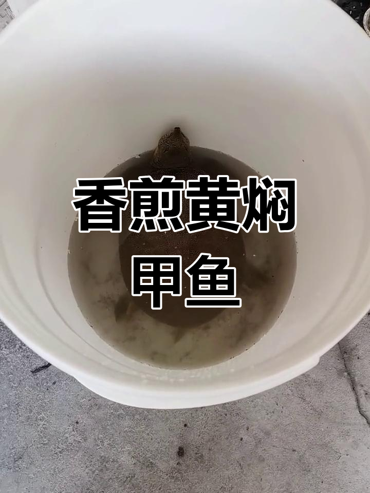 黄焖甲鱼的家常做法