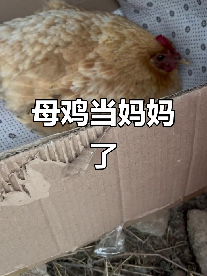 母鸡孵蛋辛苦,期待小生命的到来!
