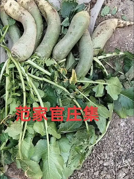 这里水果蔬菜种类多还超便宜!