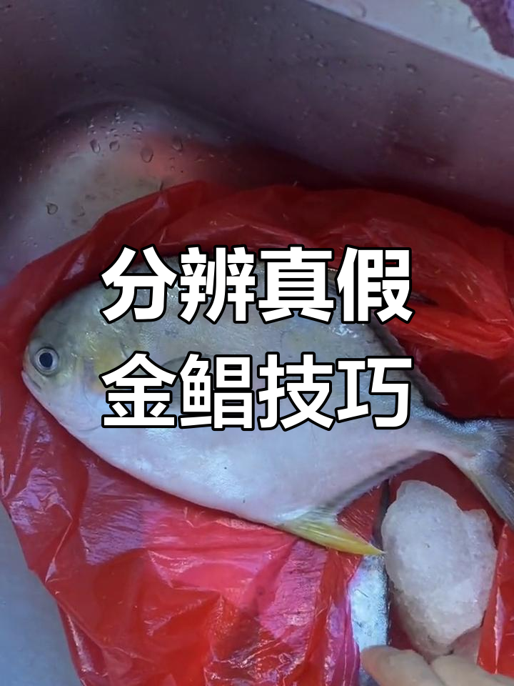 如何辨别海捕野生金鲳与养殖鱼
