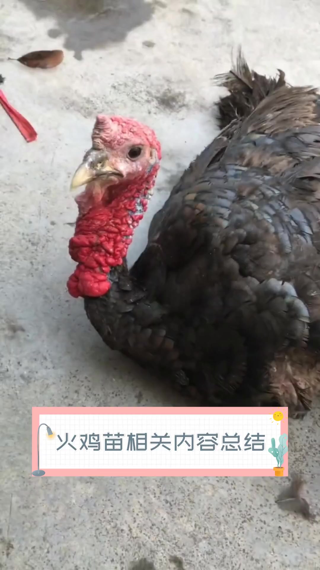 火鸡苗相关内容总结