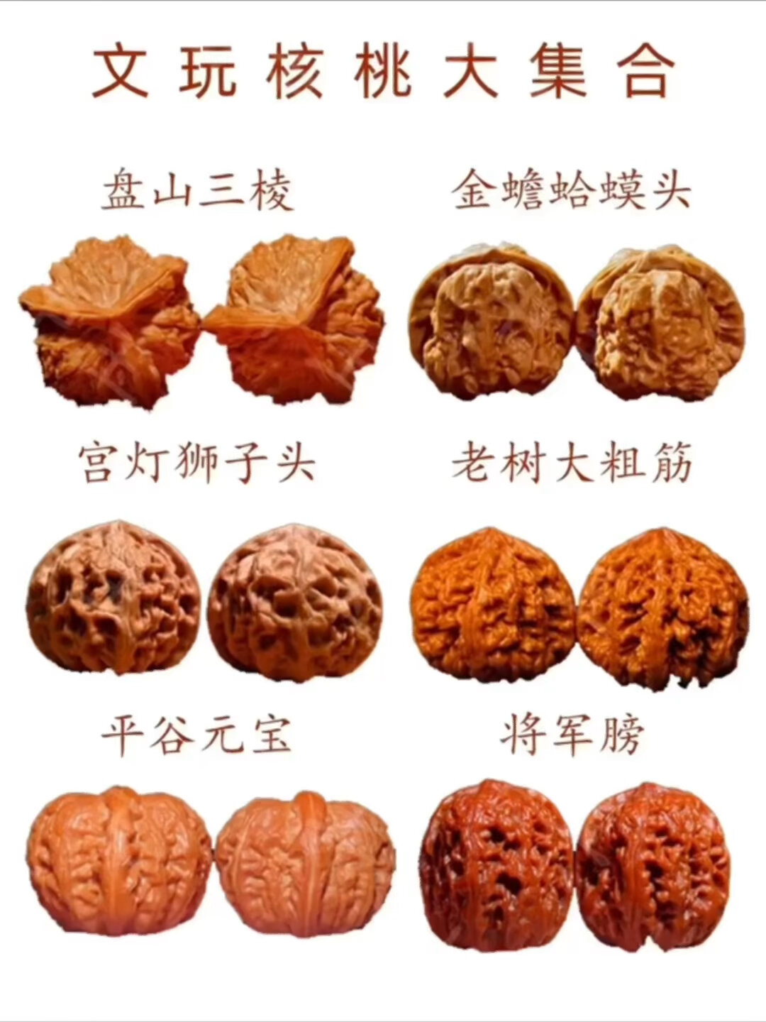 新手必看,核桃种类大全