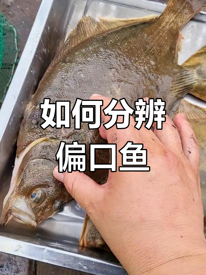 偏口鱼种类大揭秘,教你如何区分