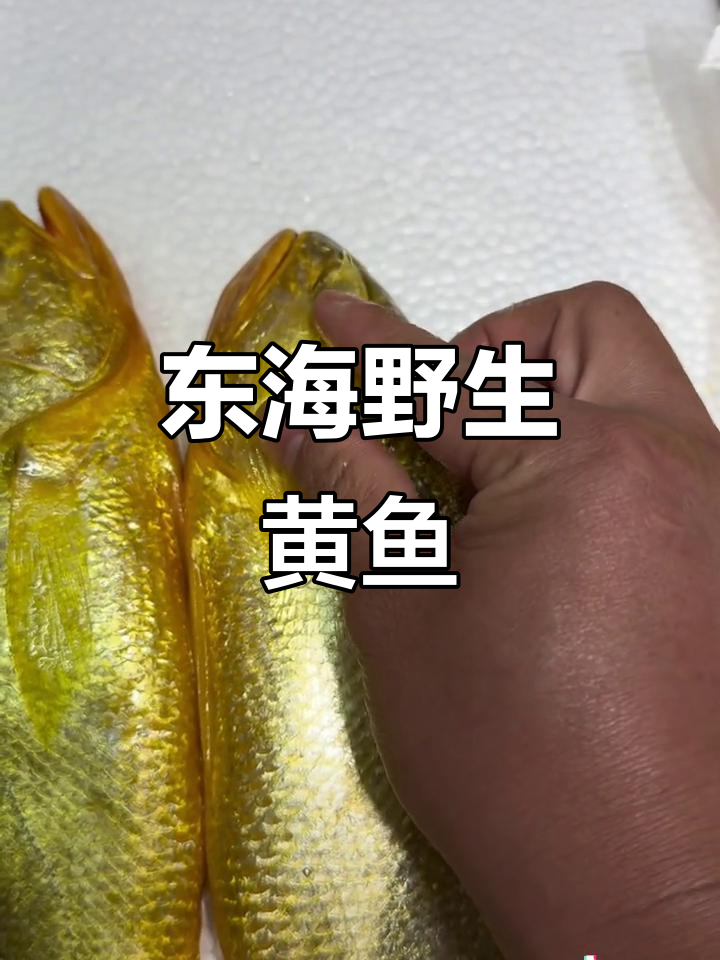东海野生大黄鱼,家宴送礼佳选