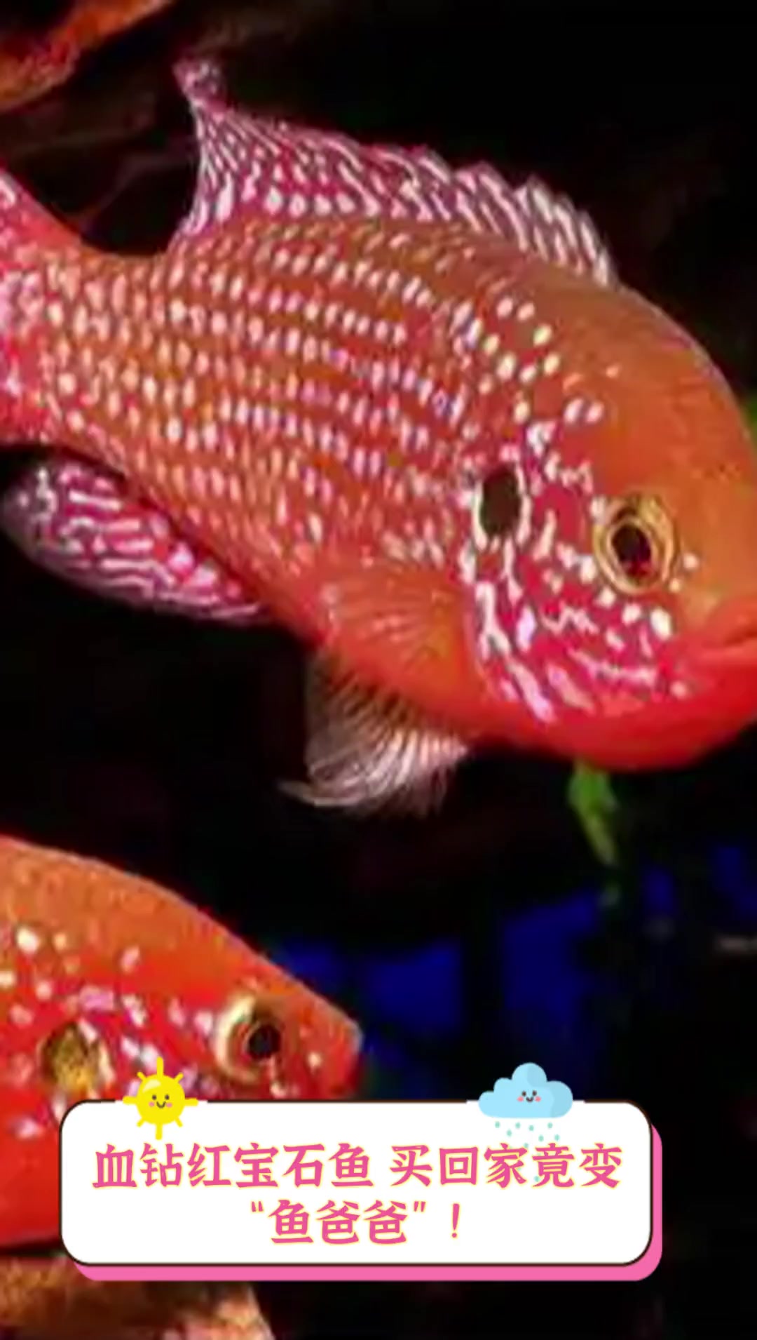 血钻红宝石鱼,买回家竟变“鱼爸爸”!