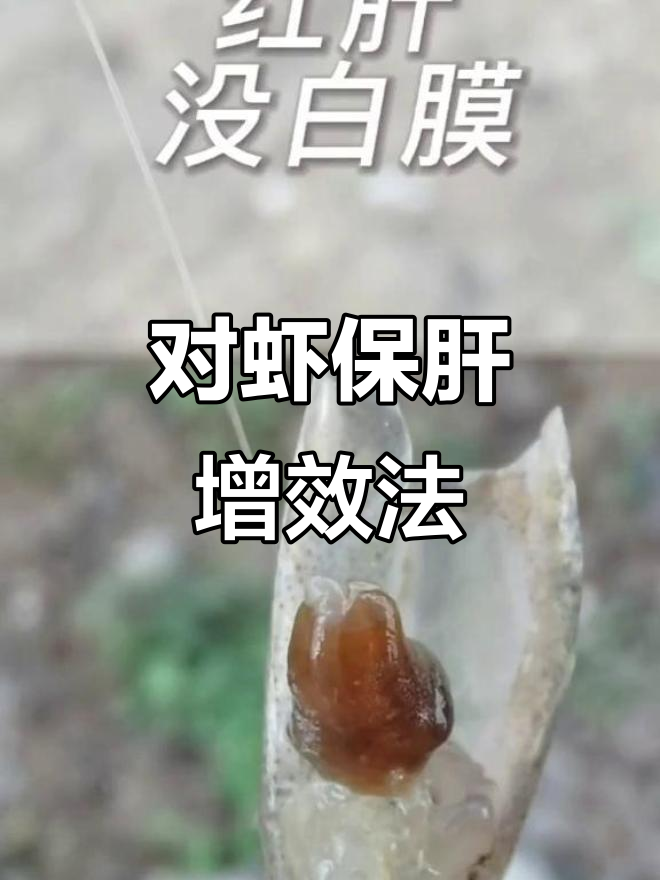 南美白对虾肝脏健康秘诀,吃料快、白膜清晰