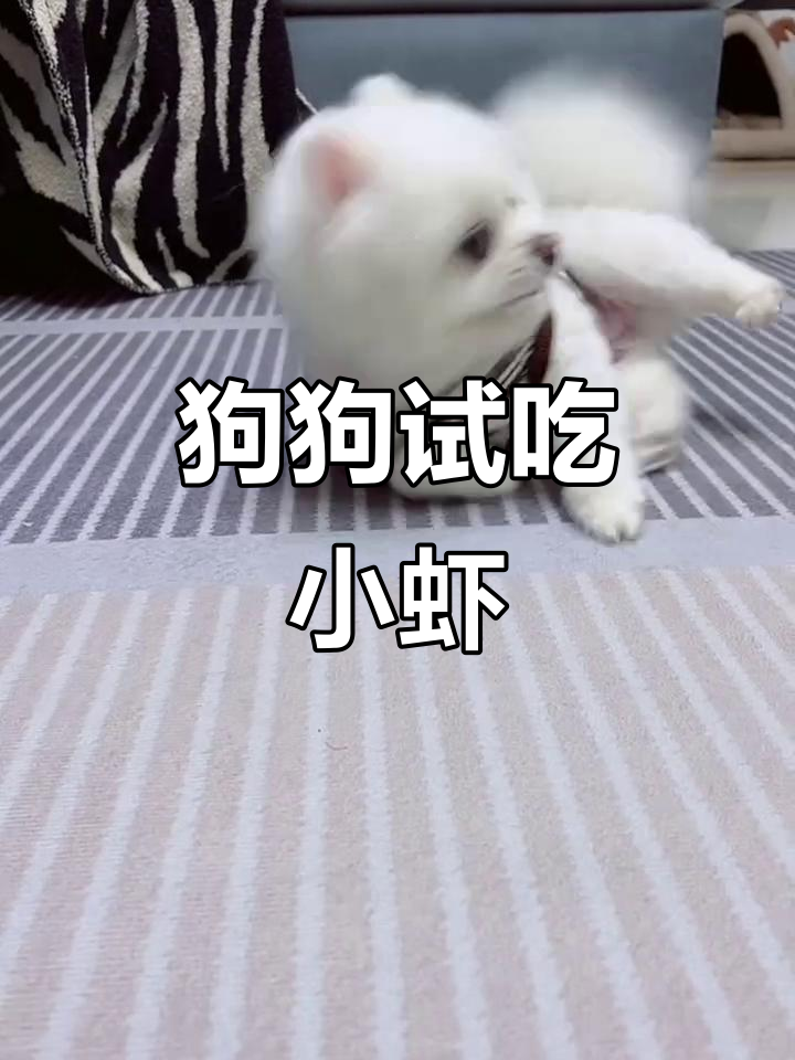 给狗狗尝个虾米,萌宠日常超可爱
