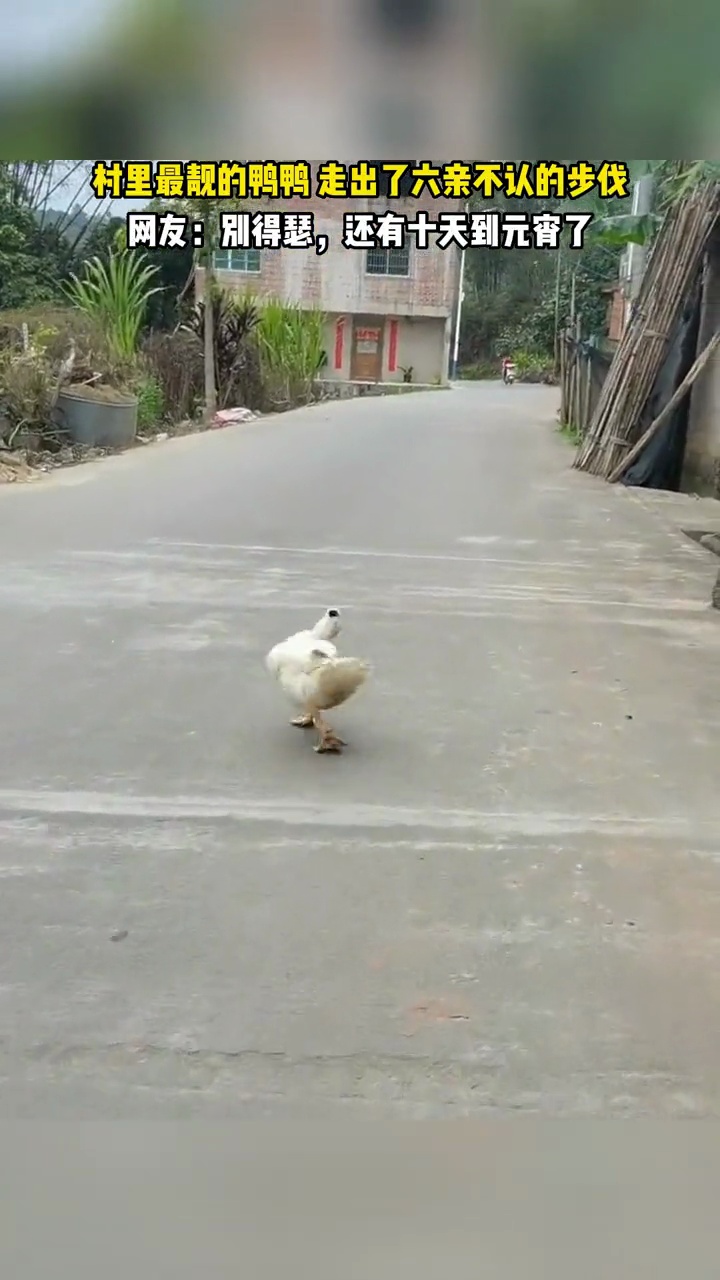 村里最靓的鸭鸭 走出了六亲不认的步伐,网友:别得瑟,还有十天到元宵了 走出六亲不认的步伐 