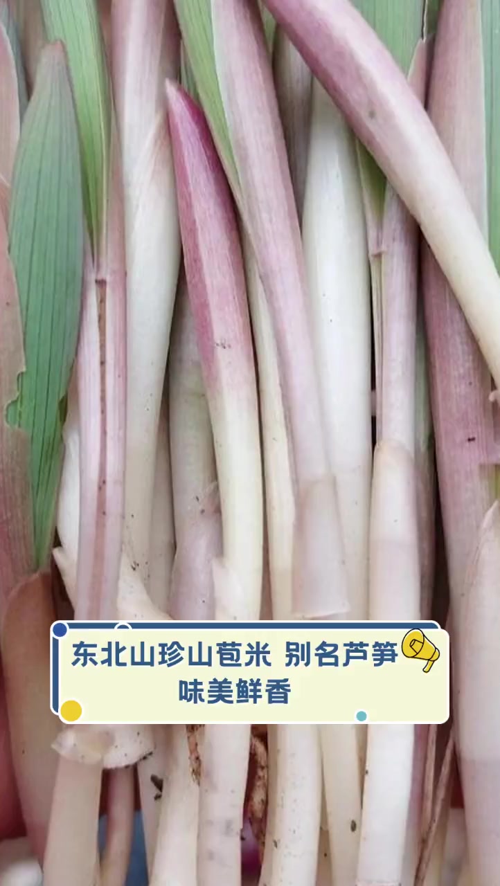 东北山珍山苞米,别名芦笋,味美鲜香