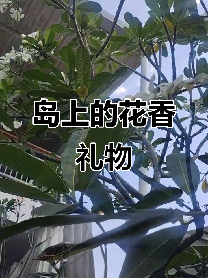 岛上度假,土著女孩送来香气扑鼻的鸡蛋花