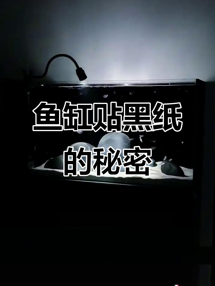 为什么鱼缸背景多选黑色?这些好处你知道吗