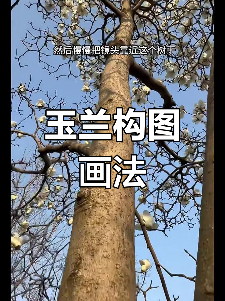 玉兰树拍摄技巧:如何用构图拍出印象派油画感