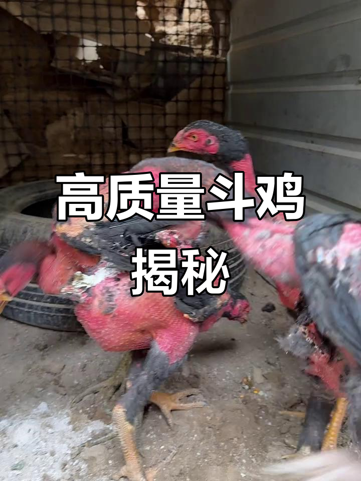 七斤斗鸡的独特鳞片与黑指甲,背后隐藏什么秘密?