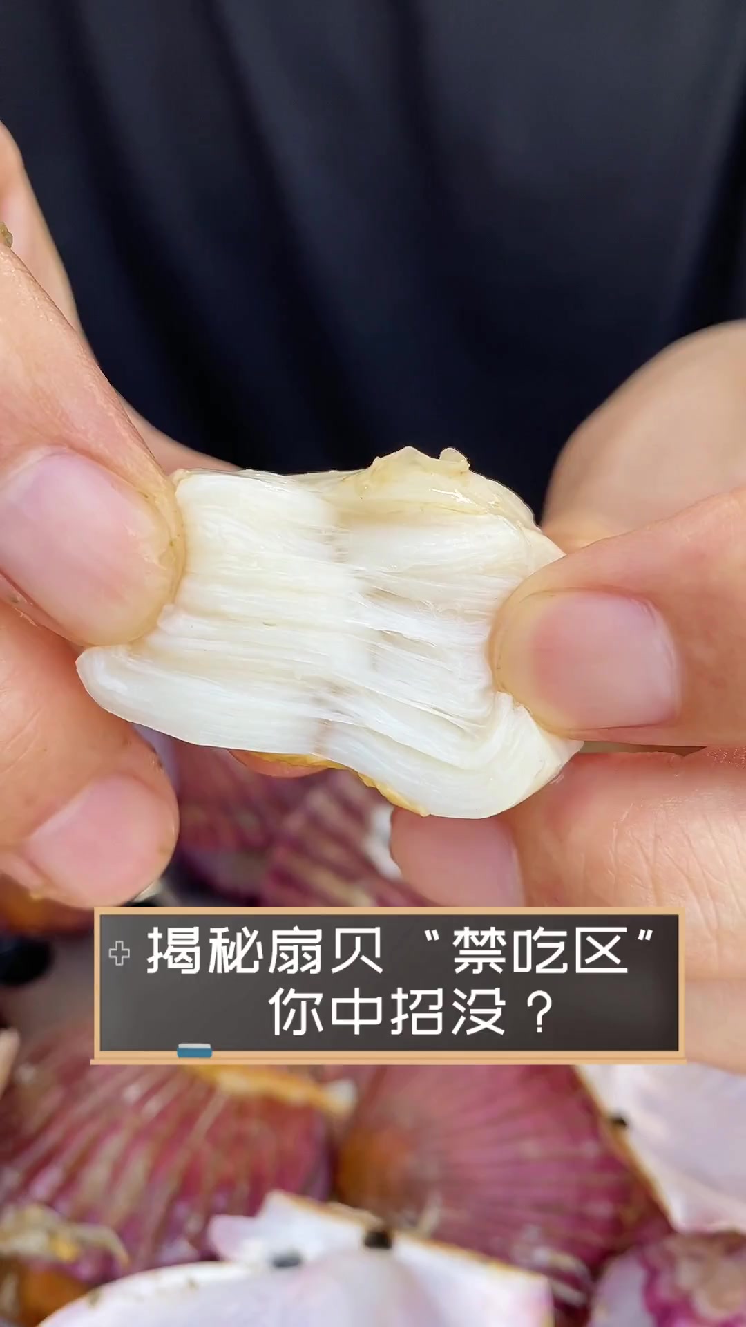 揭秘扇贝“禁吃区”,你中招没?