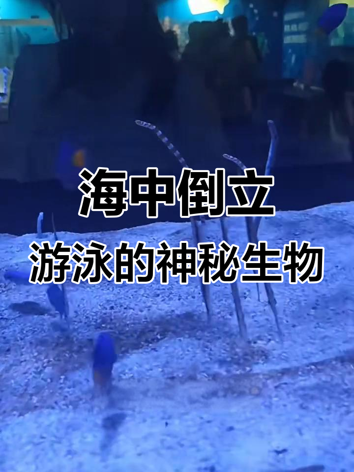 刀片鱼:奇特泳姿与独特食物链