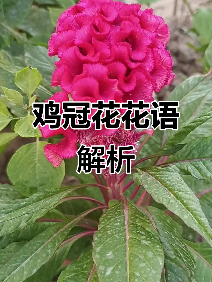 鸡冠花的花语:真爱永恒,美丽与坚韧的象征