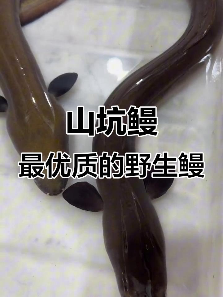 生长在山溪中的珍稀鳗鱼,独特爬行能力让人惊叹