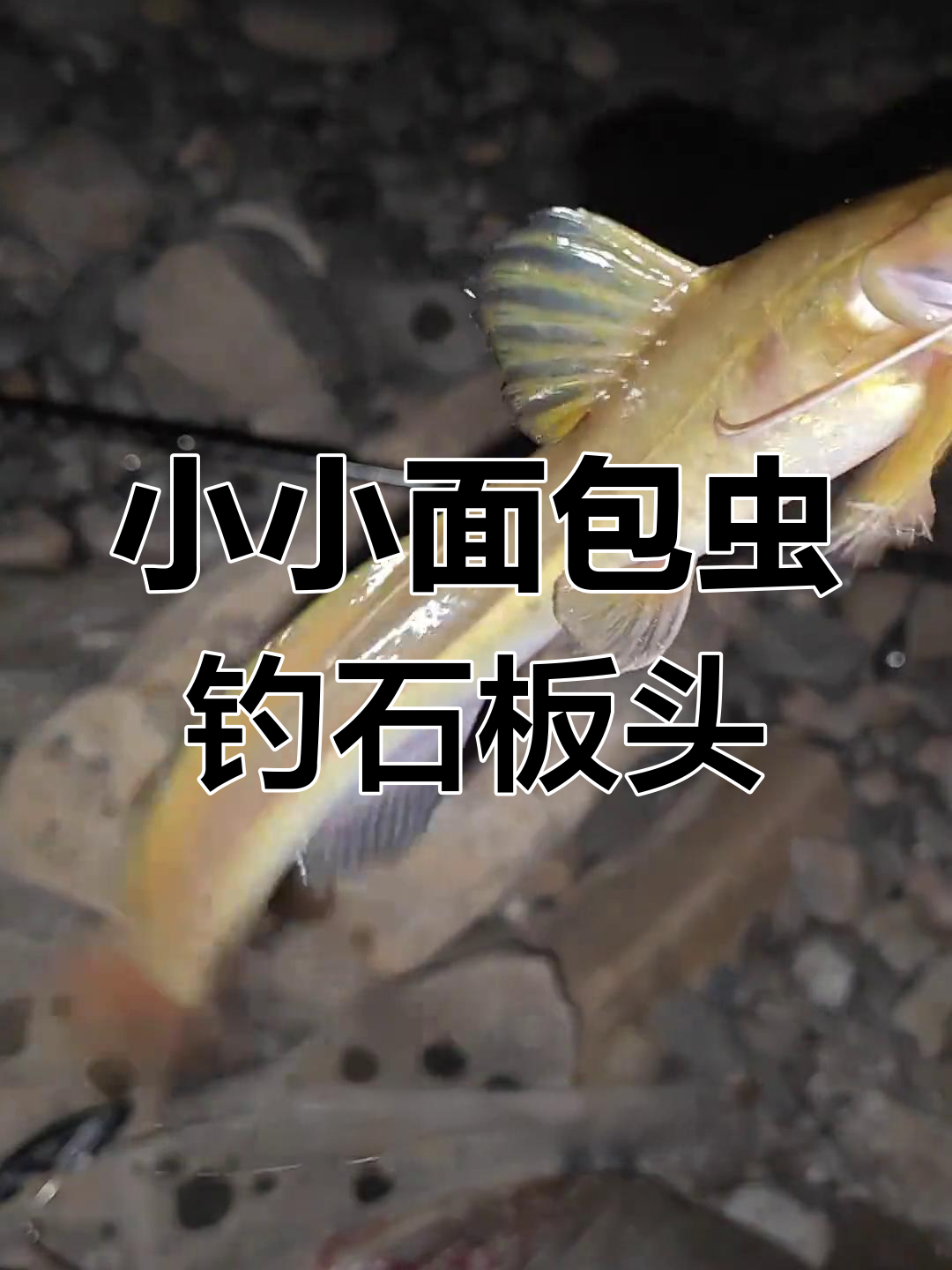 面包虫钓石板头,夜晚窗口期轻松上鱼