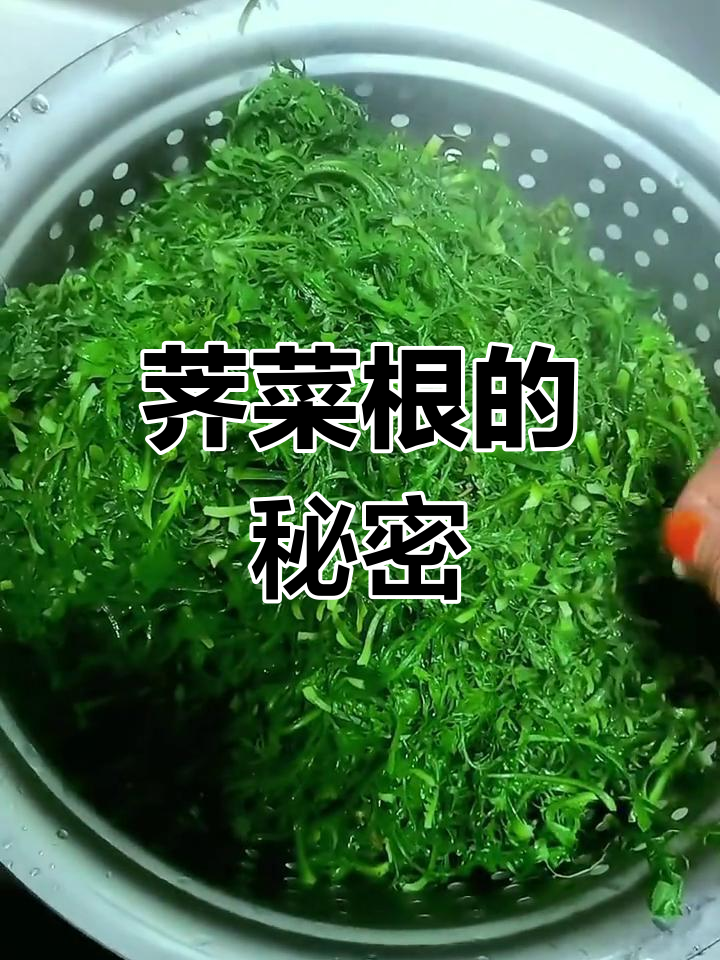 荠菜根营养丰富,吃时不用去掉,对健康大有好处!