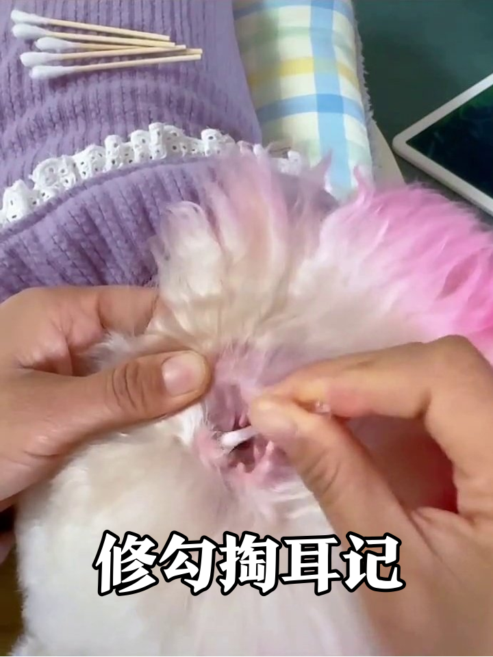粉耳修勾挪窝记:优雅不过三秒,掏耳朵秒变表情包