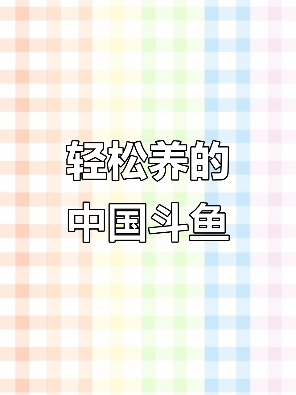 中国斗鱼:最适合懒人养的观赏鱼,简单又好看