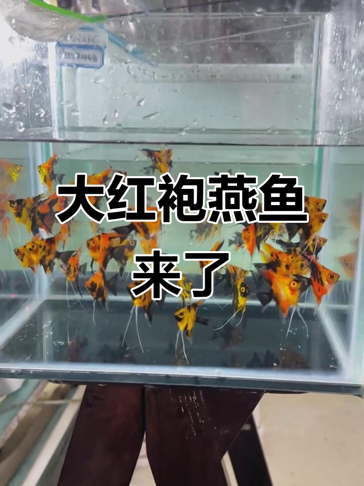 西边小伙马吉带来大红袍燕鱼,快手热门推荐!