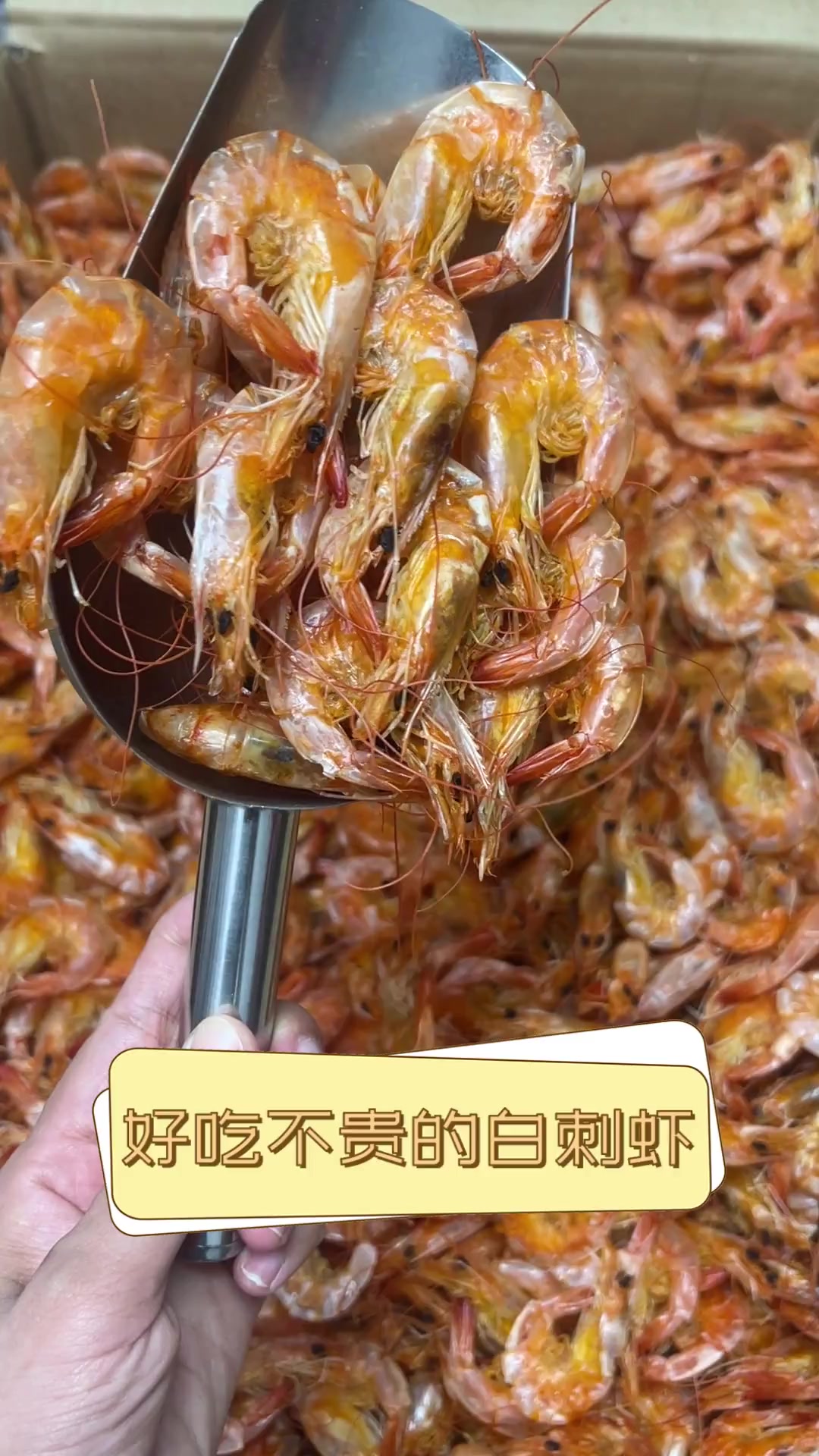 好吃不贵的白刺虾