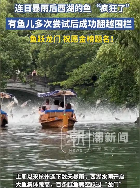 杭州西湖的鱼疯了！连日暴雨后西湖鱼群跃出水面，有鱼儿多次尝试后成功翻越围栏，鱼跃龙门祝愿金