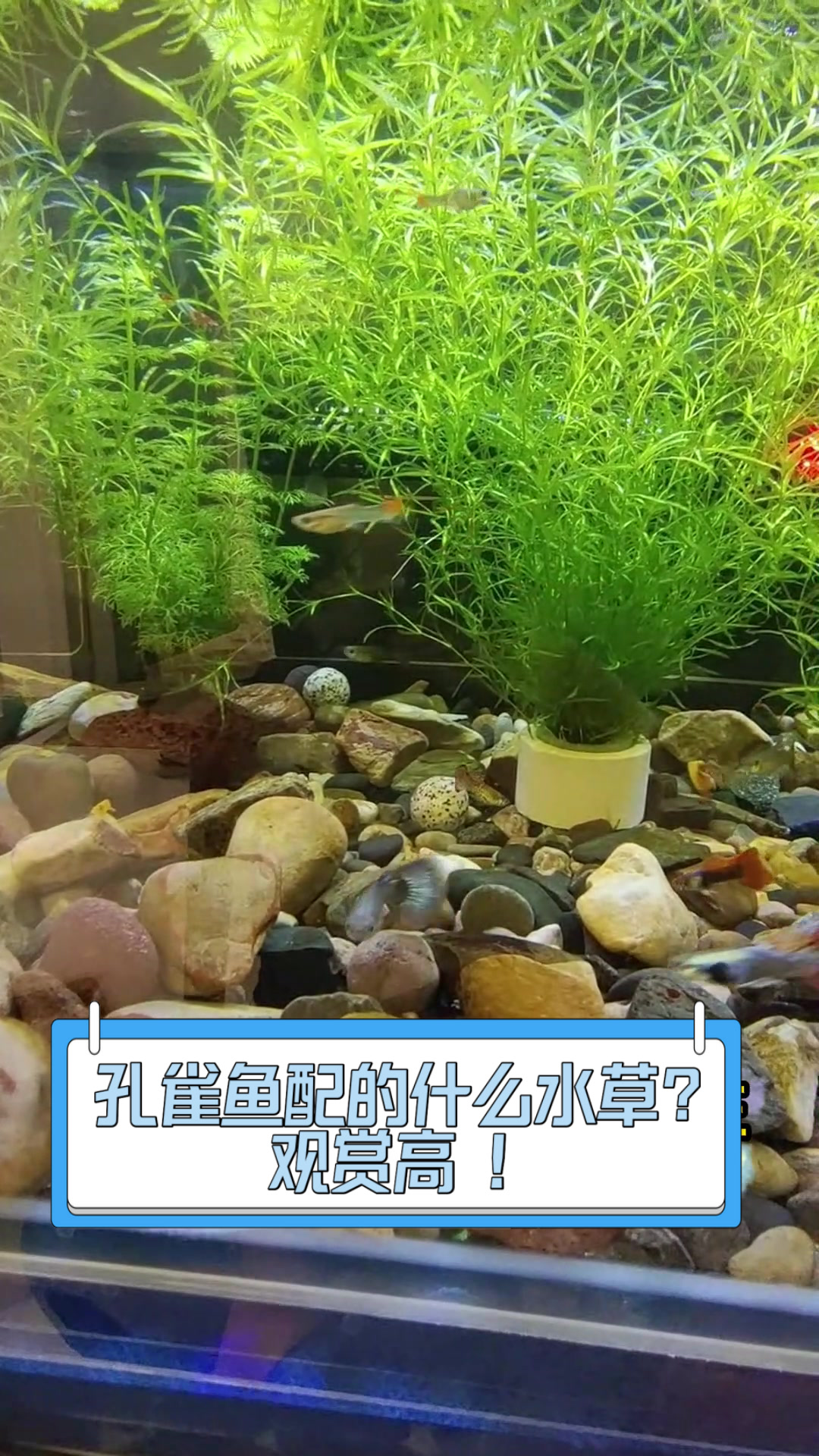 孔雀鱼配的什么水草?观赏高!