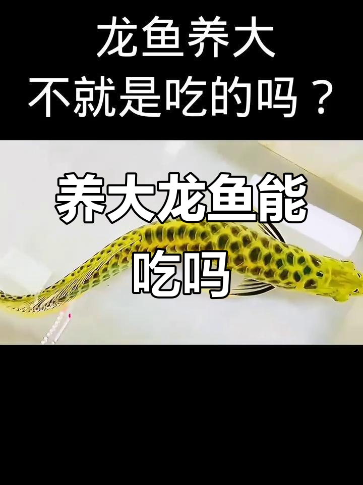 龙鱼养大了,你会舍得吃吗?这些龙鱼的视觉冲击力太强了