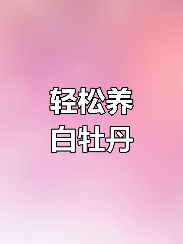 白牡丹多肉:灰绿叶片如花绽放,适合新手入门
