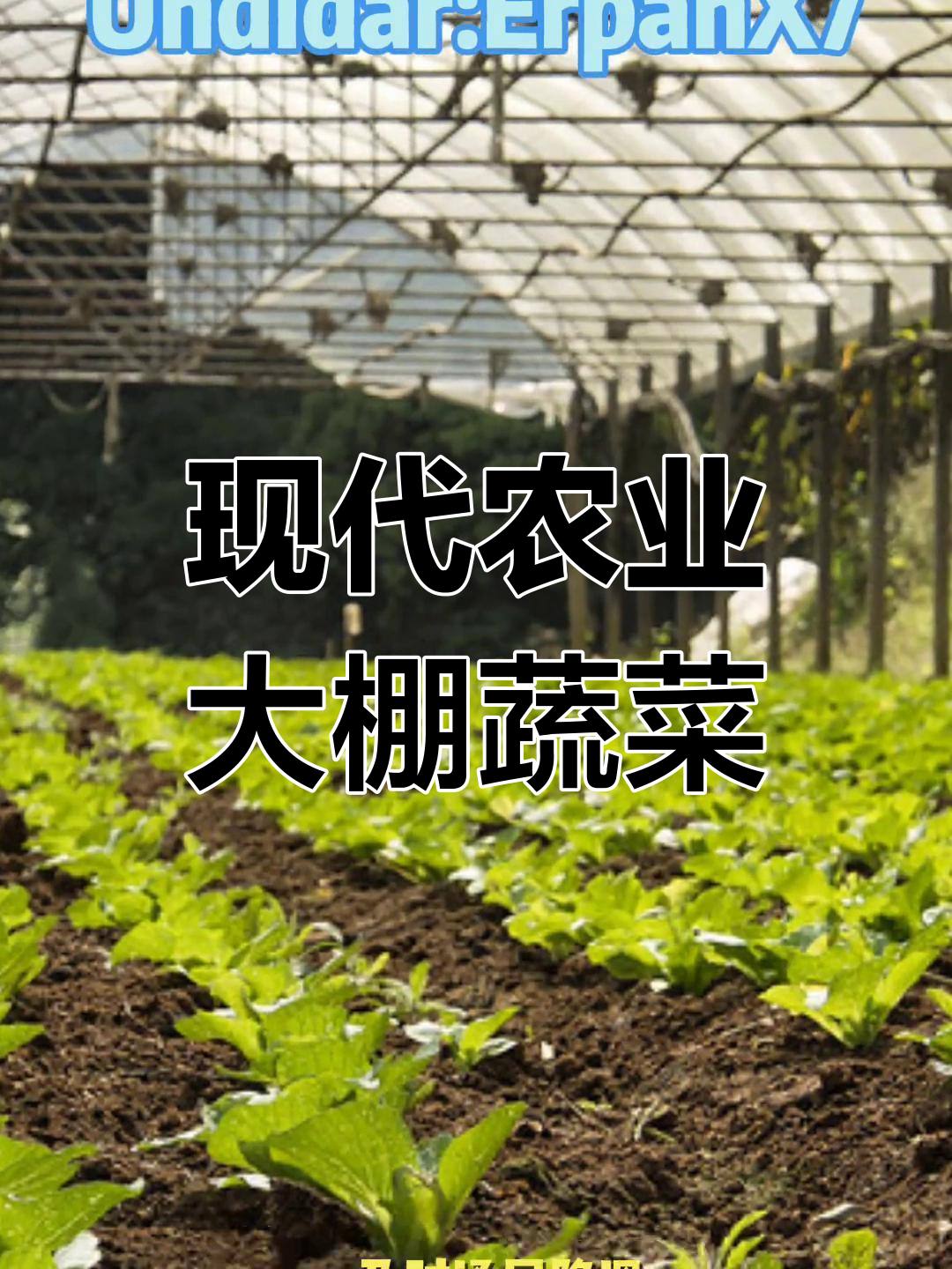 大棚蔬菜种植技术助力农业发展