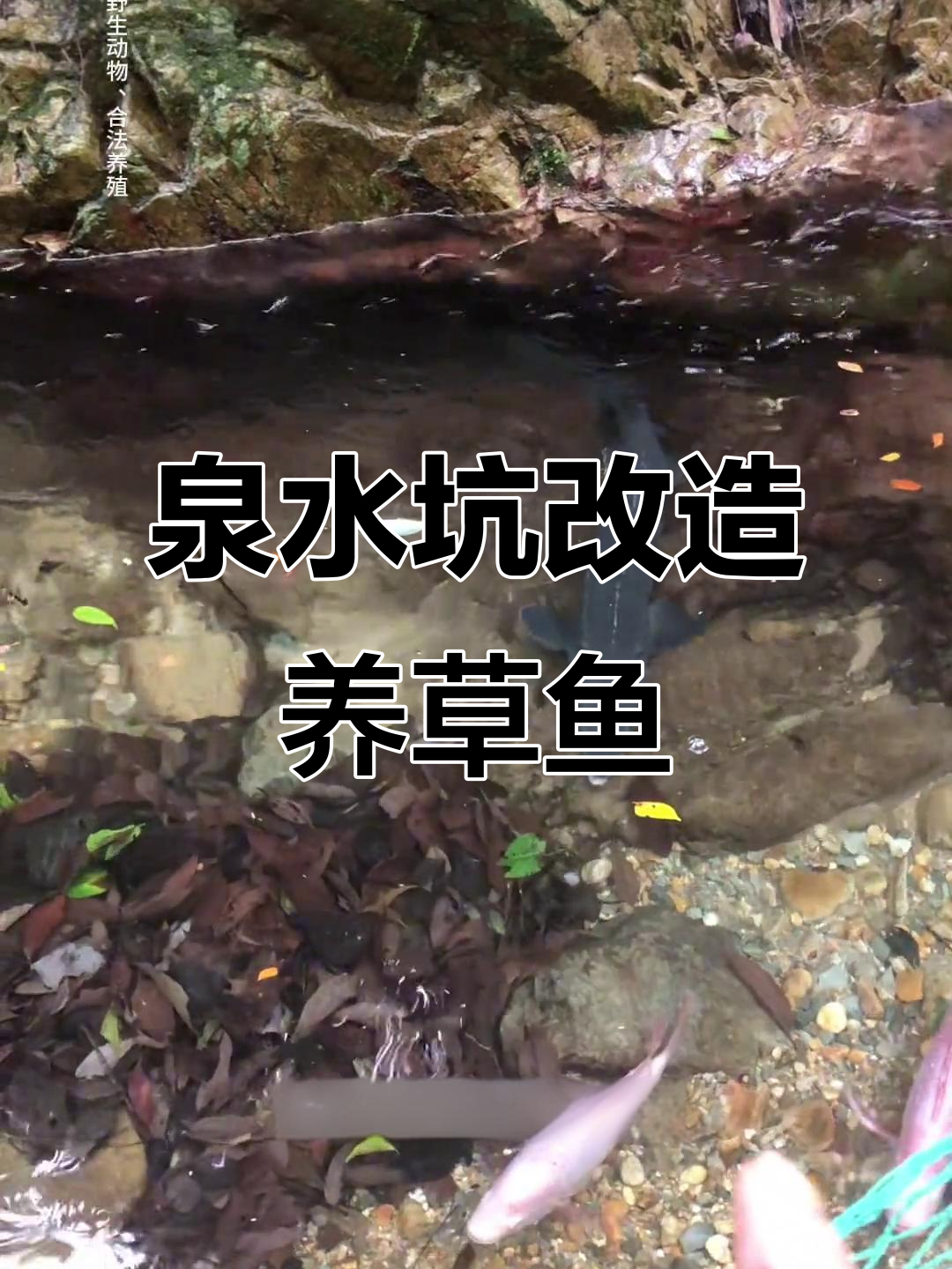 用铁网和钢管打造新鱼池,小草鱼也能安心生长