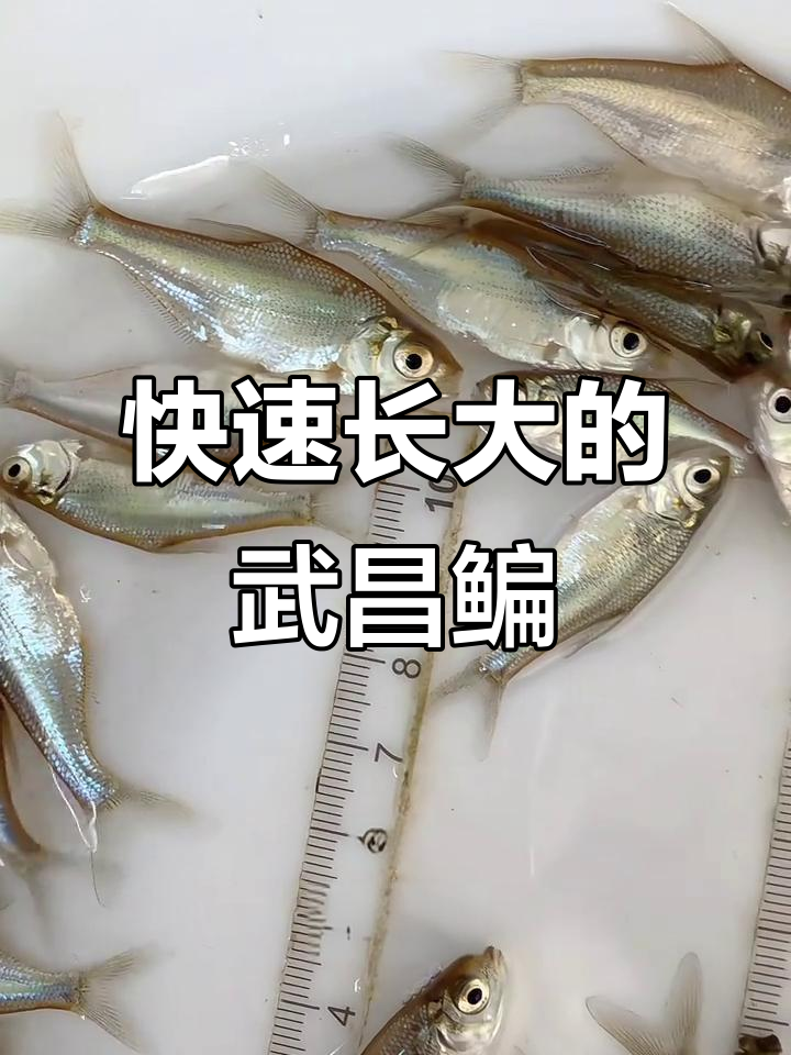 武昌鳊鱼:生长迅速,肉质鲜嫩,池塘水库皆可养