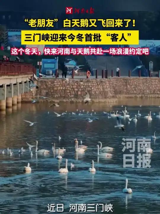 每年不变的“冬日约定”！今年首批大天鹅已抵达三门峡 正在黄河湿地悠闲散步。这个冬天，快来河